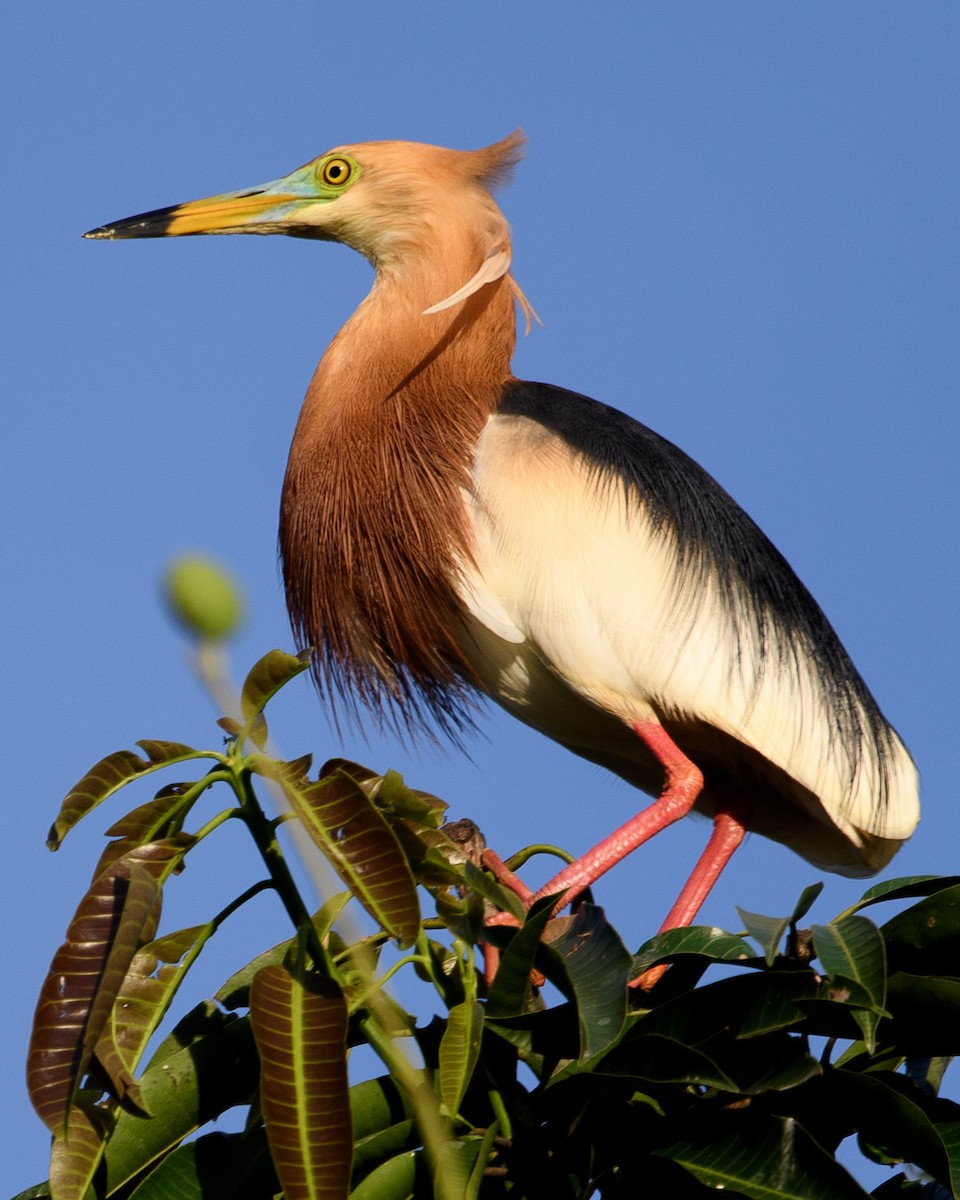 Javan Pond-Heron - ML631170572