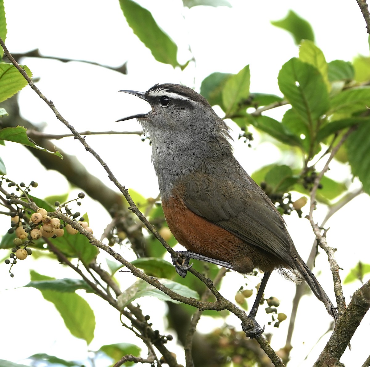 Palani Laughingthrush - ML631170770