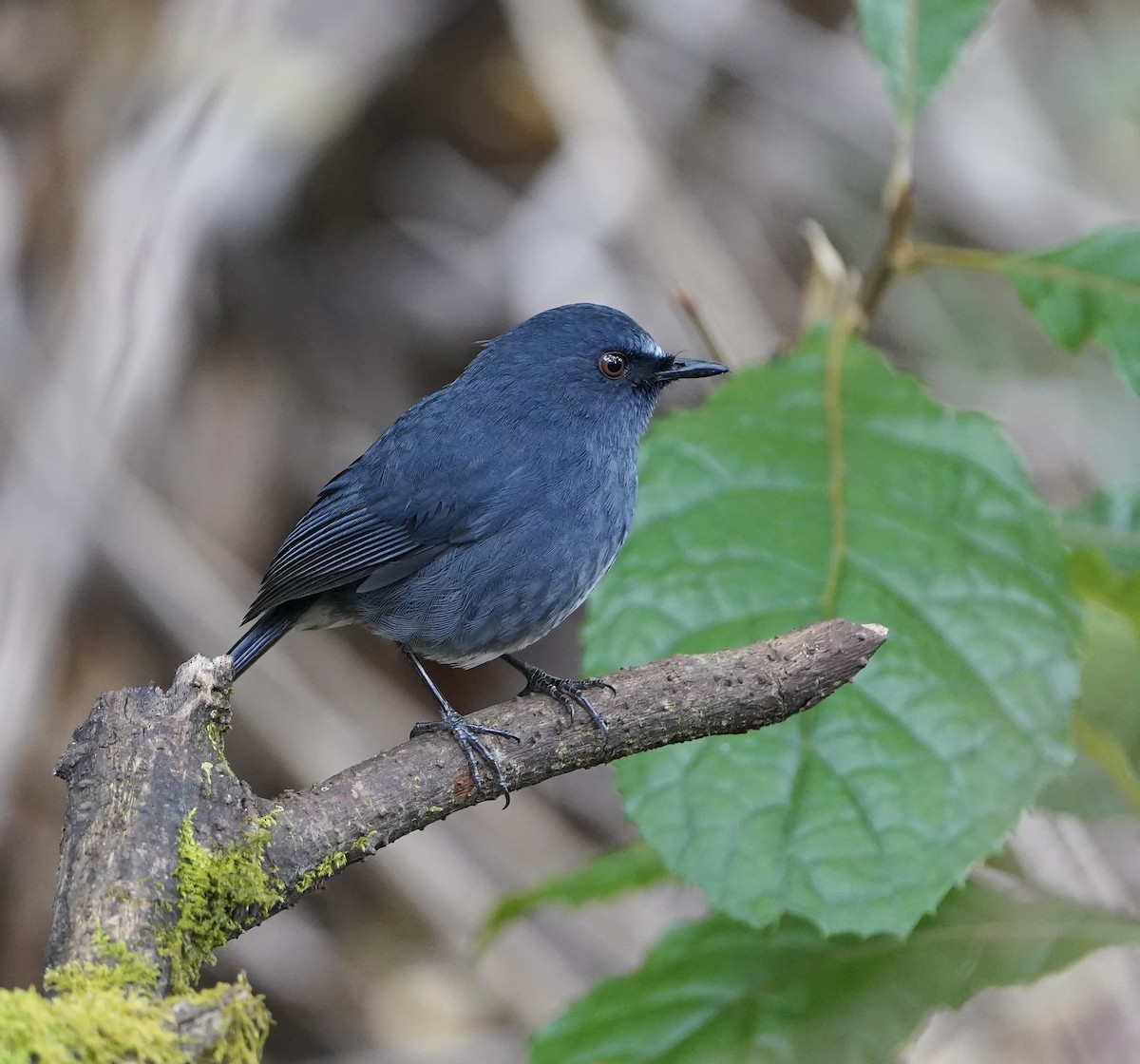 White-bellied Sholakili - ML631170801