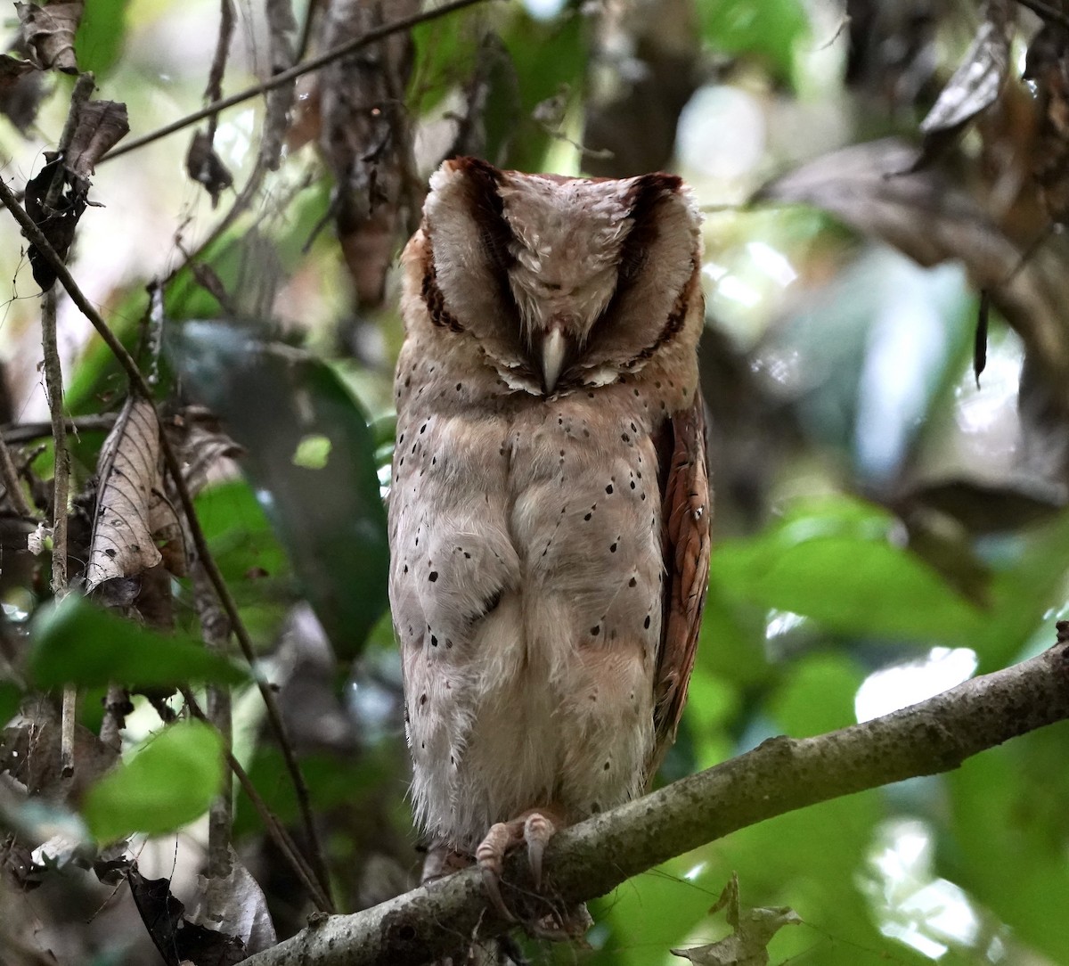 Sri Lanka Bay-Owl - ML631170929