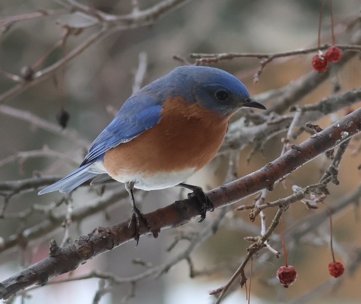Eastern Bluebird - ML631171019