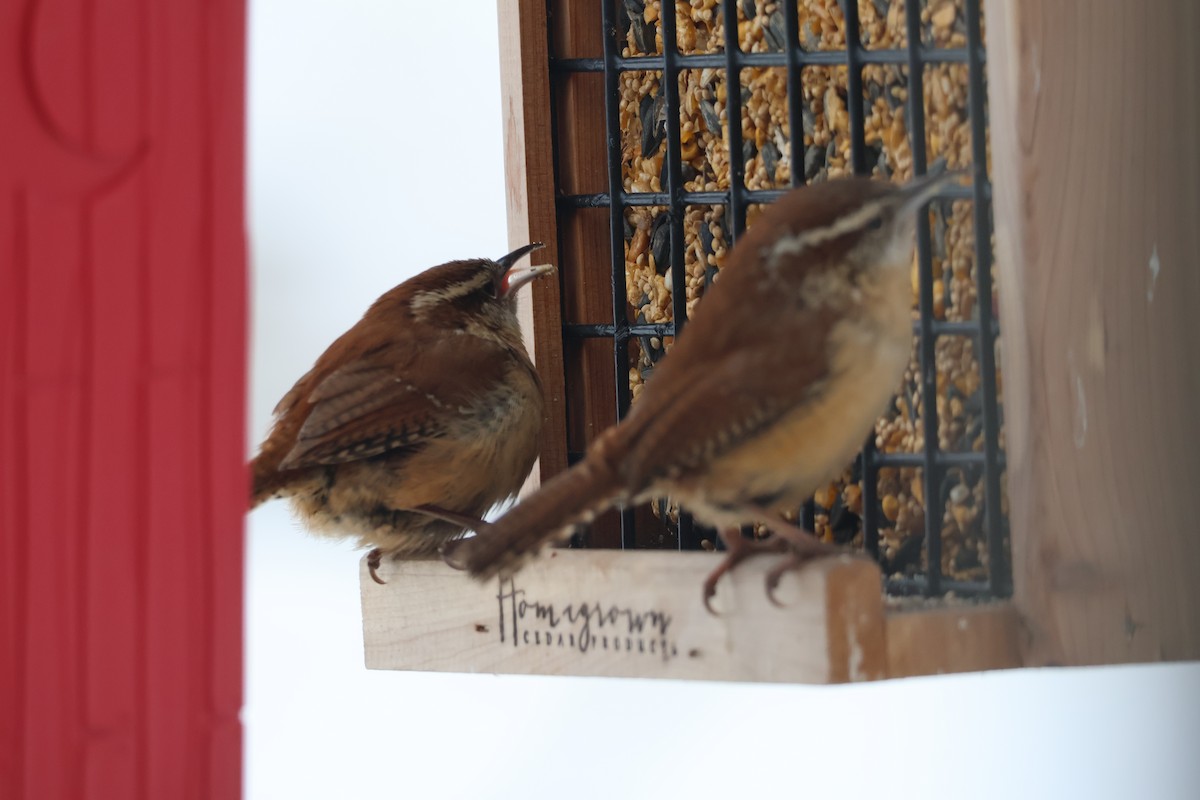 Carolina Wren - ML631171074
