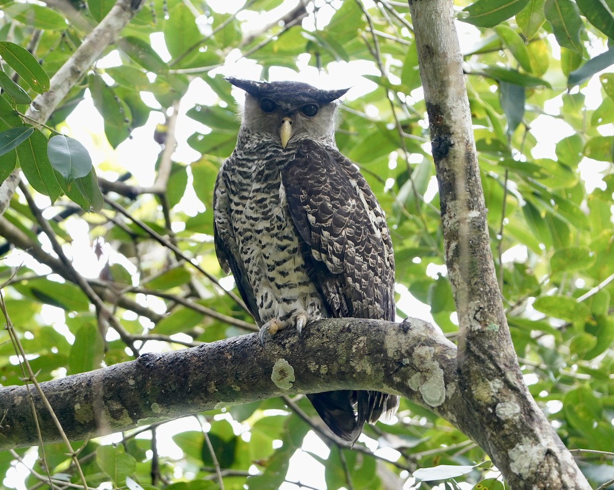 Spot-bellied Eagle-Owl - ML631171100