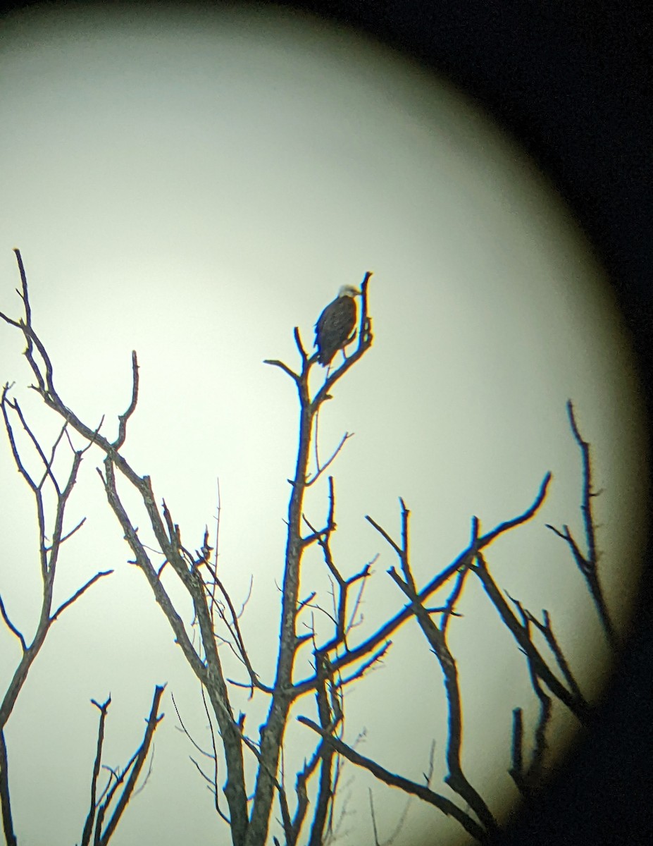 Bald Eagle - ML631171268