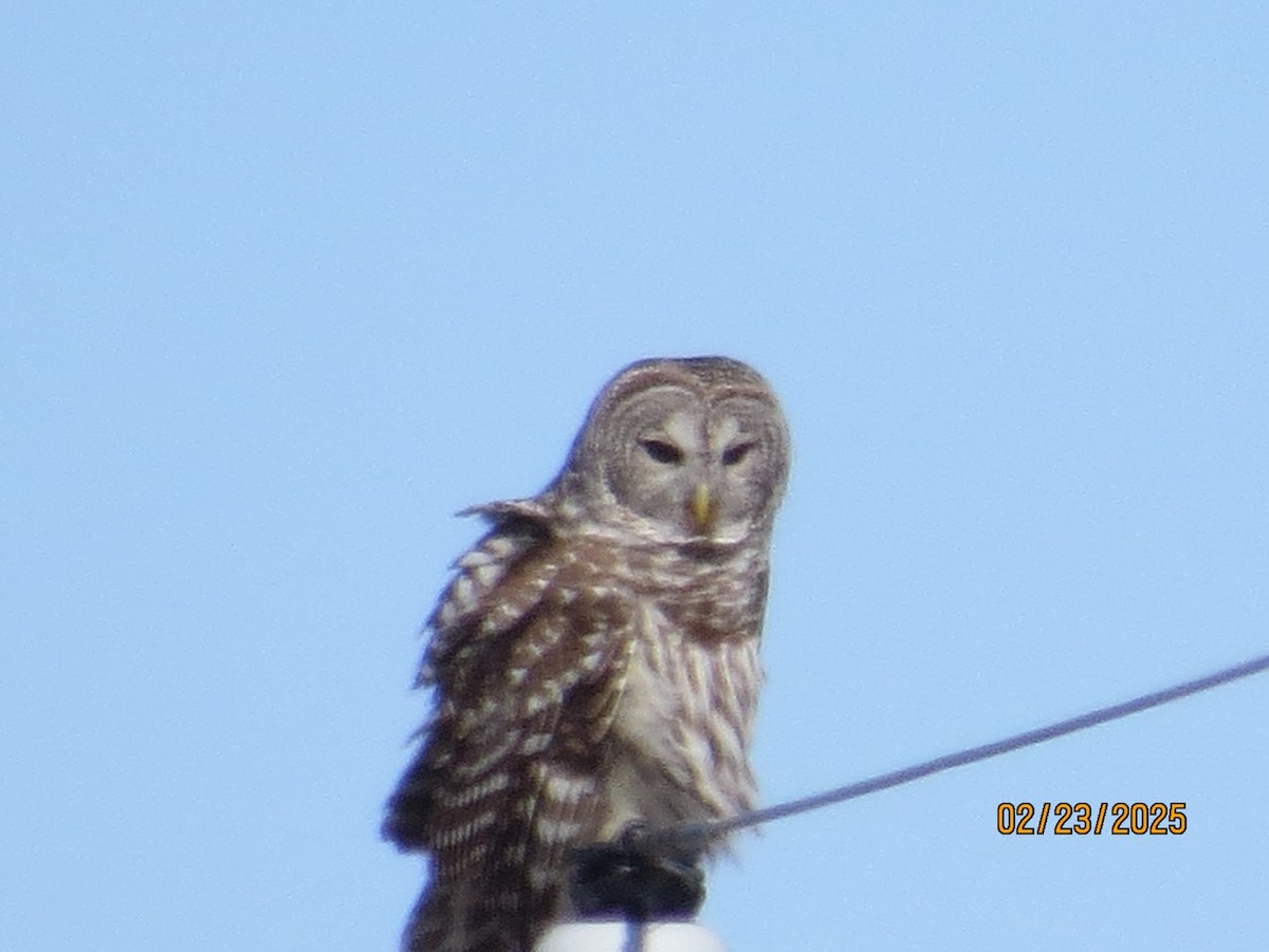 Barred Owl - ML631171383