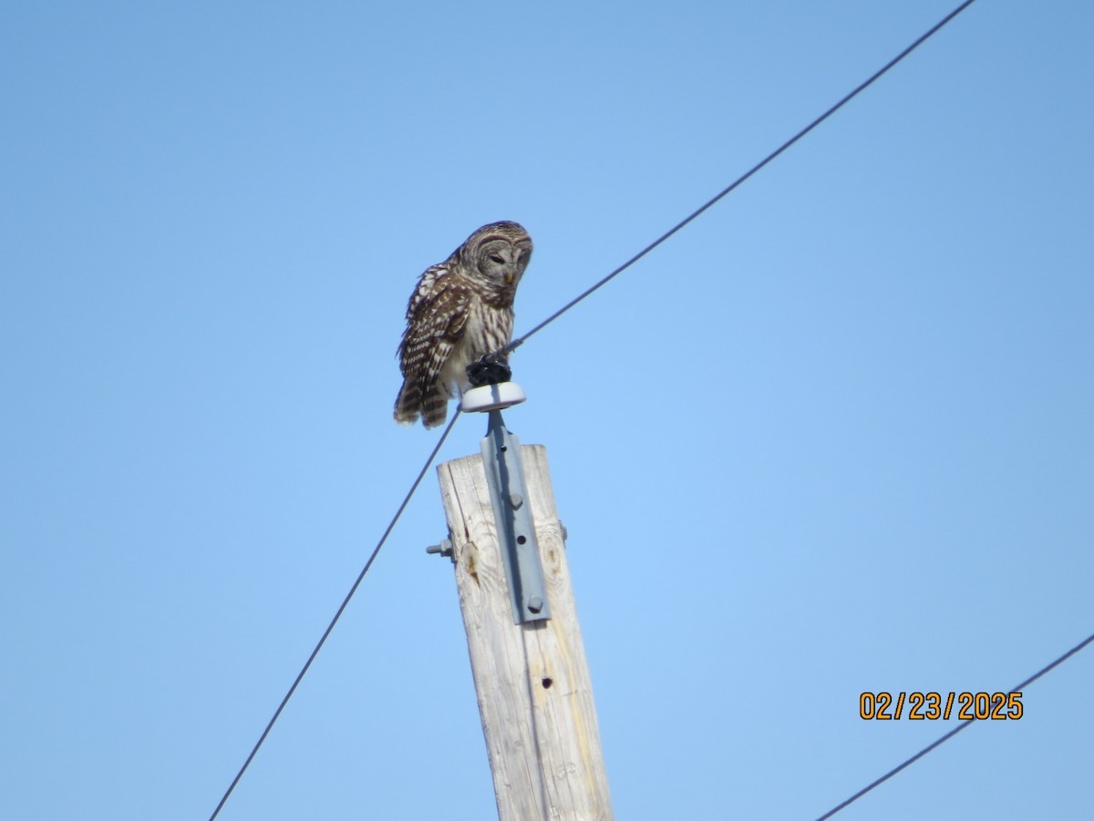 Barred Owl - ML631171384