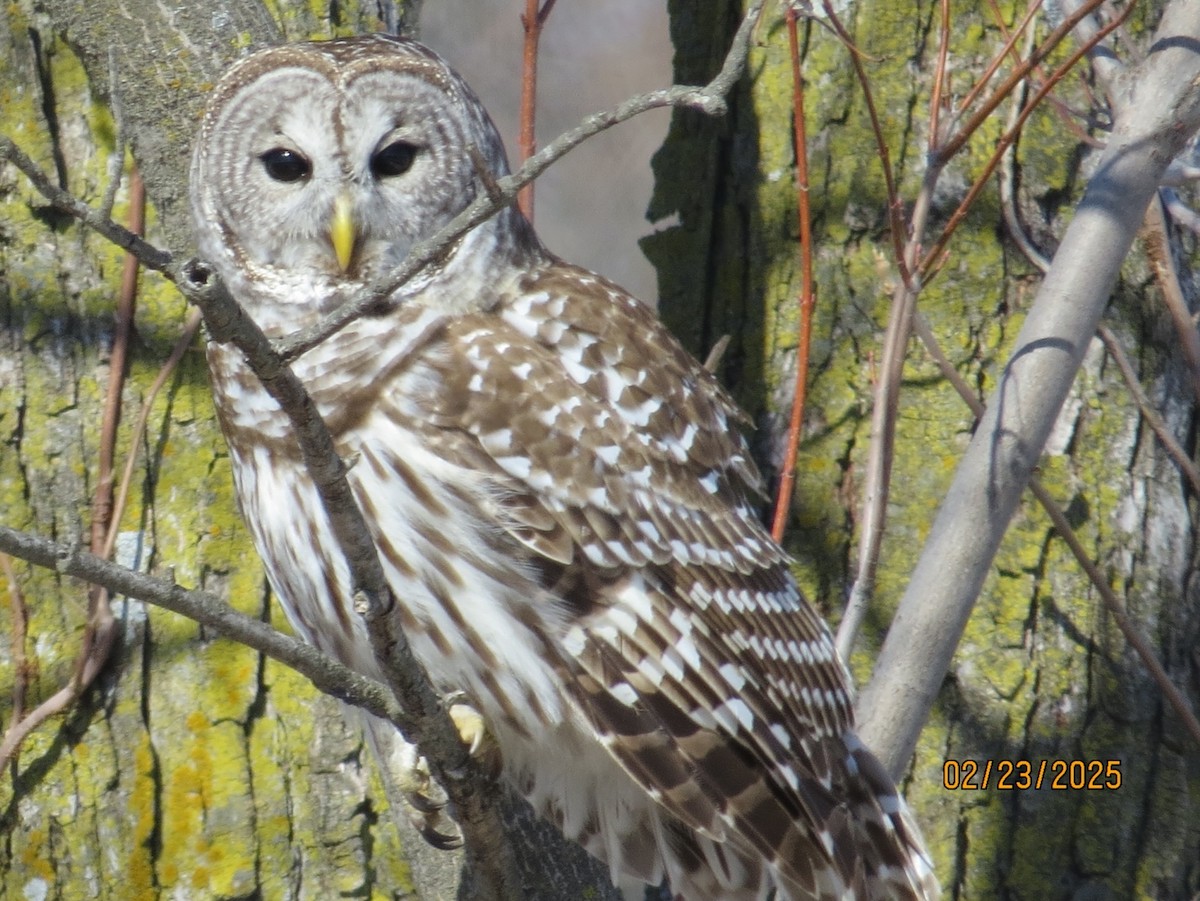 Barred Owl - ML631171386
