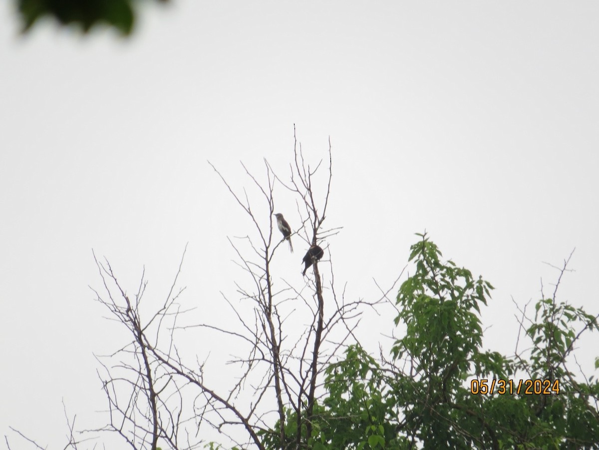 Northern Mockingbird - ML631171618