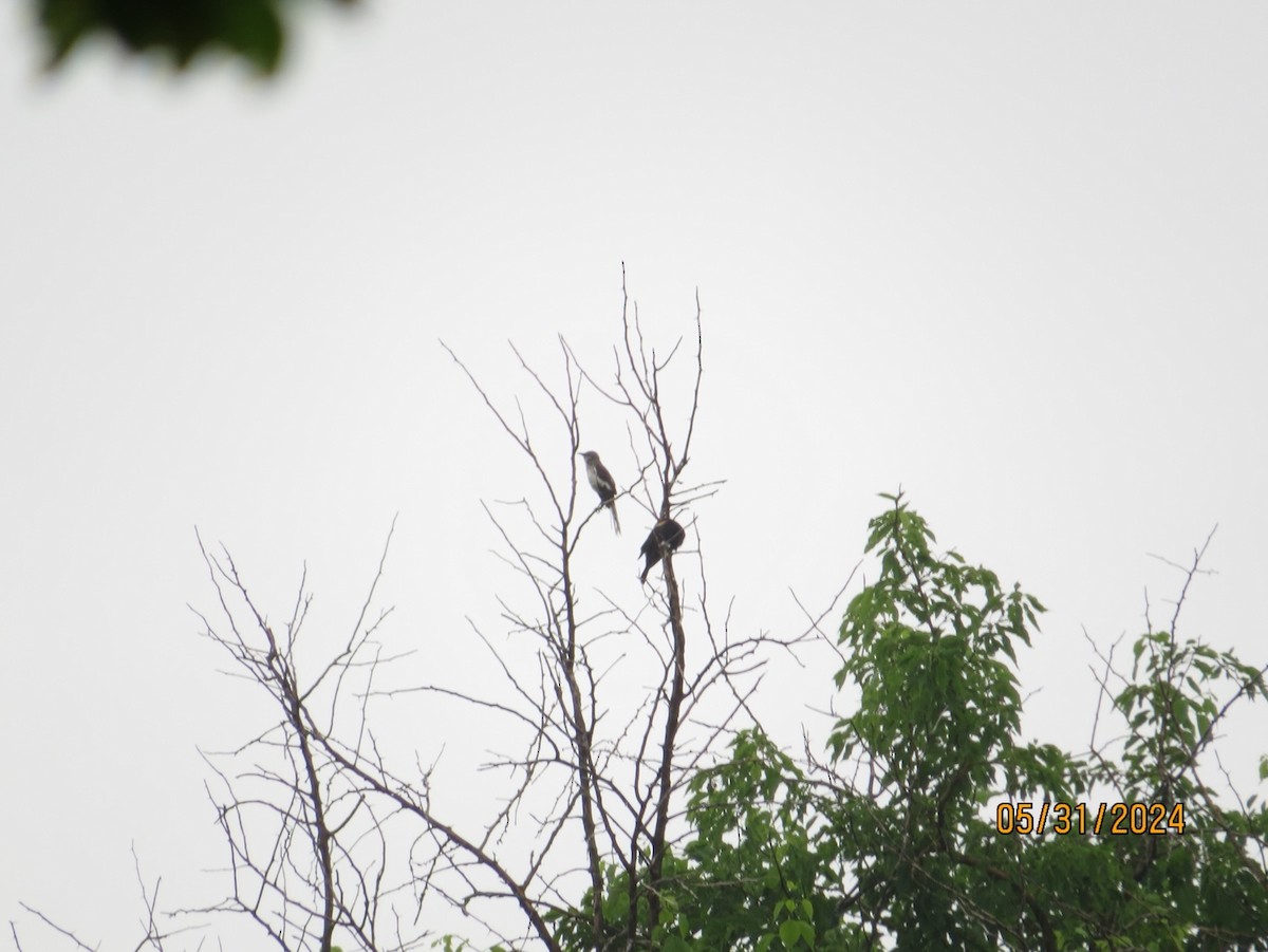 Northern Mockingbird - ML631171619