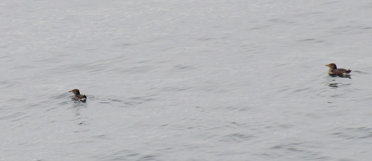 Rhinoceros Auklet - ML631171764