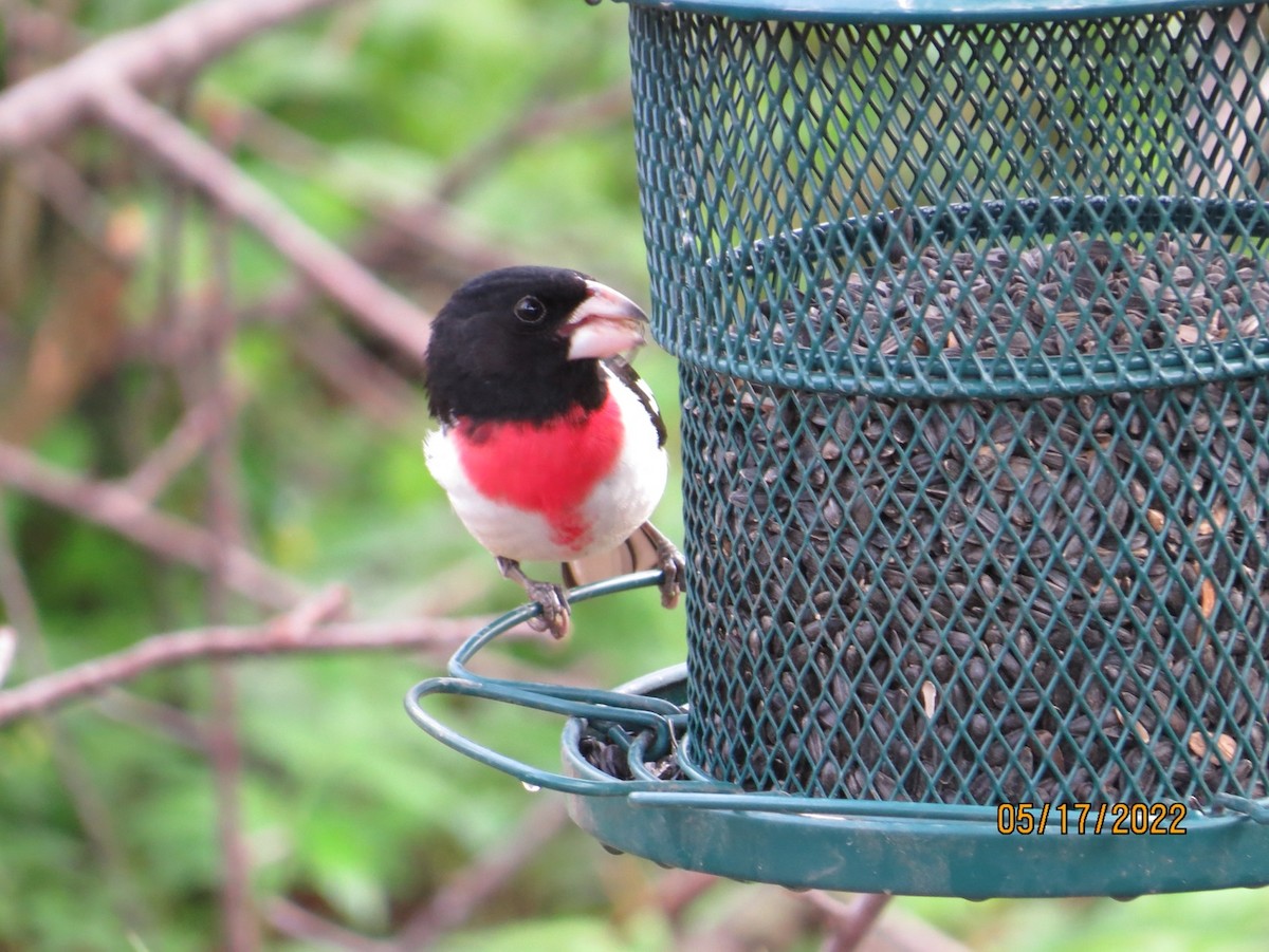 Rose-breasted Grosbeak - ML631171849