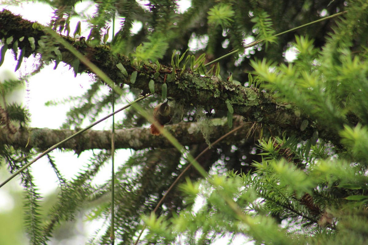 Olive Spinetail - ML631171943