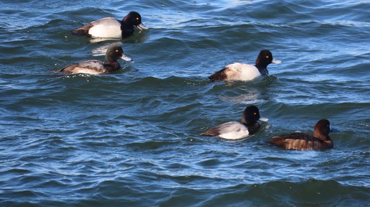 Lesser Scaup - ML631172006