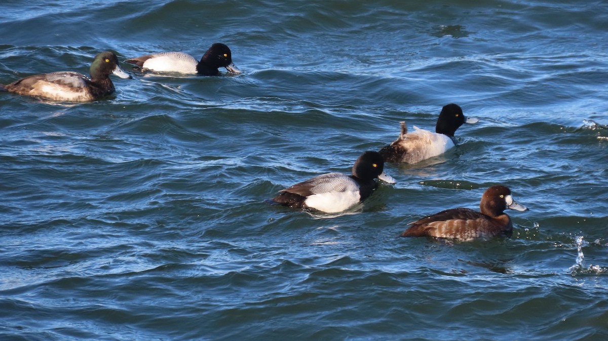 Lesser Scaup - ML631172073