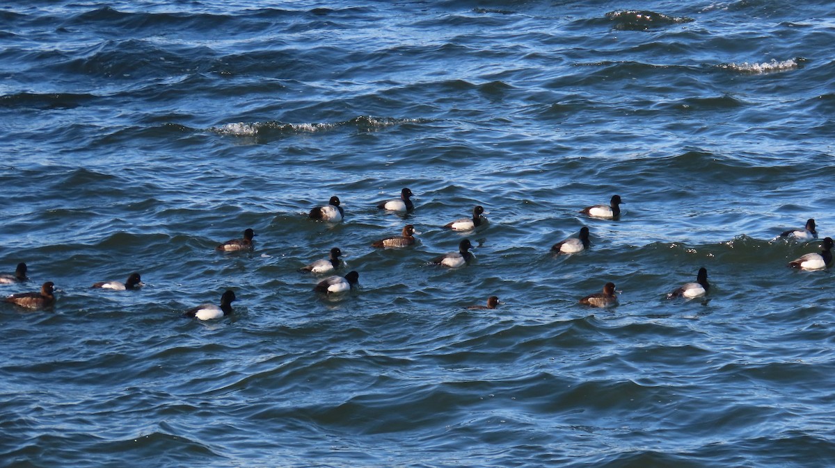 Lesser Scaup - ML631172158