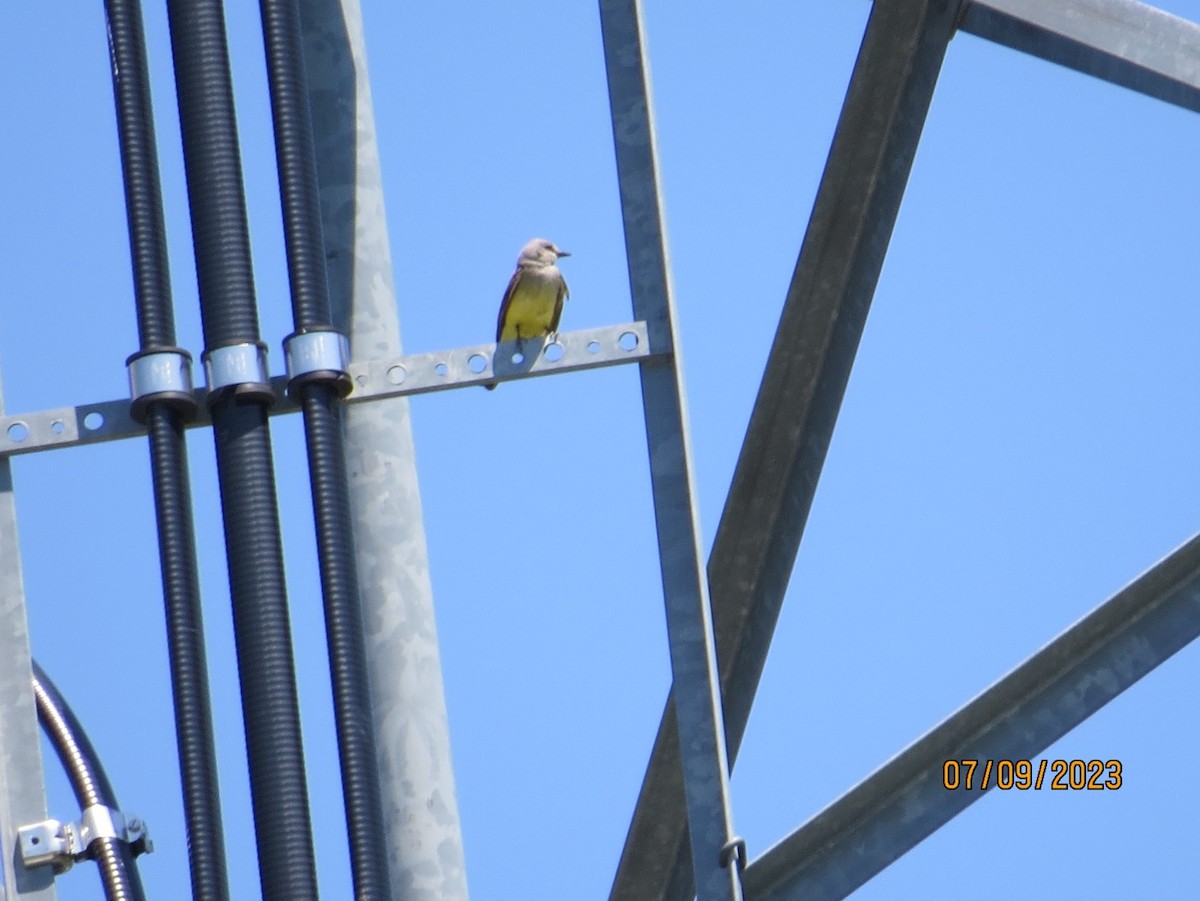 Western Kingbird - ML631172191