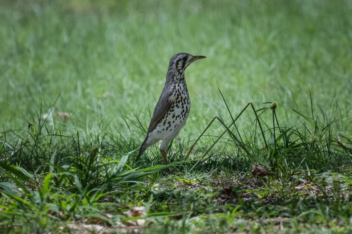 Groundscraper Thrush - ML631172206