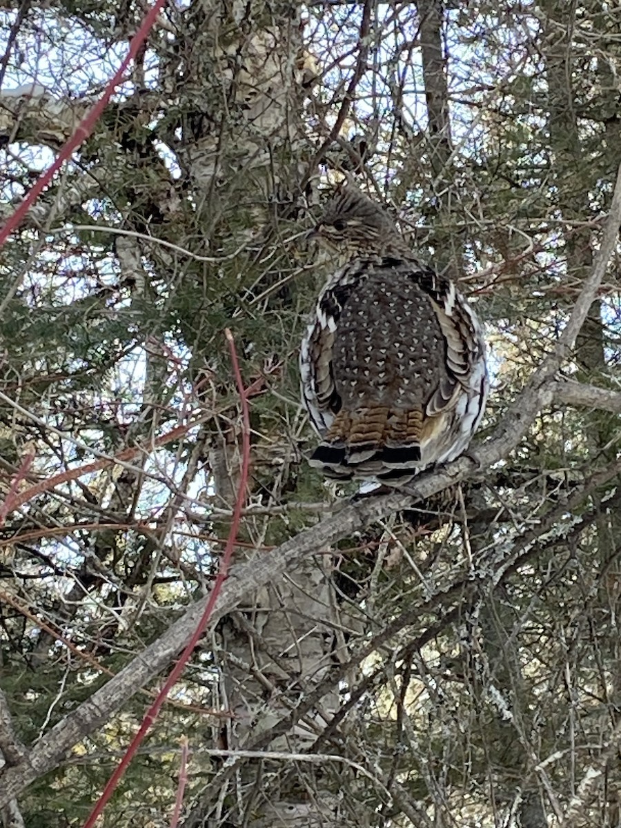 Ruffed Grouse - ML631172244