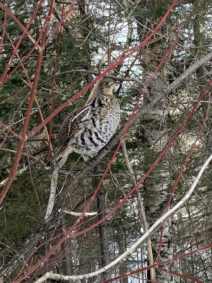 Ruffed Grouse - ML631172245