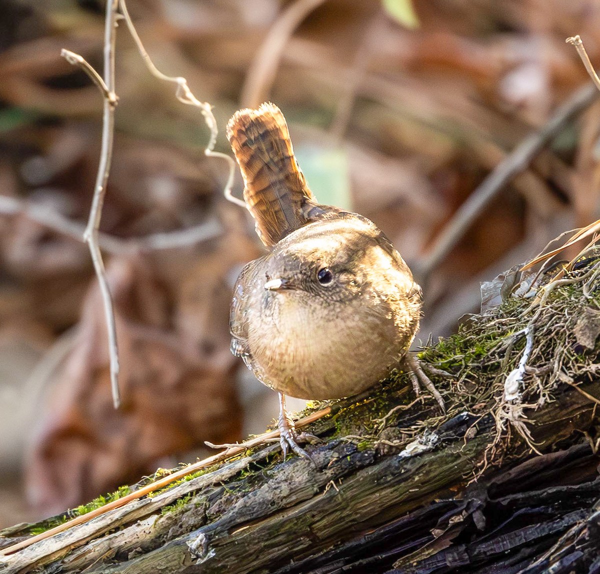Winter Wren - ML631172339