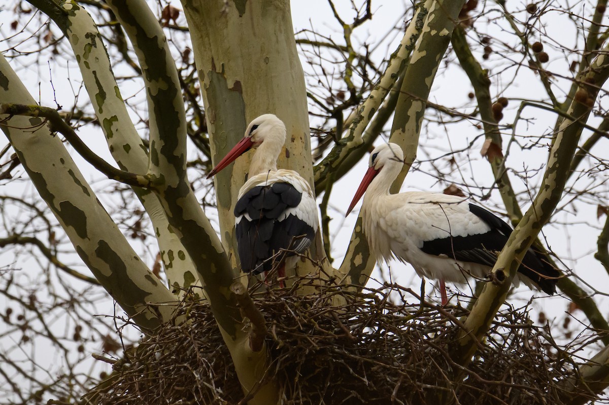 White Stork - ML631172365