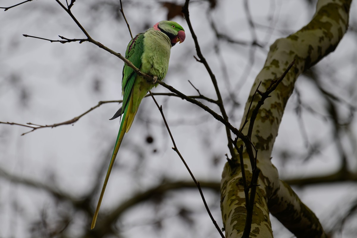 Alexandrine Parakeet - ML631172388