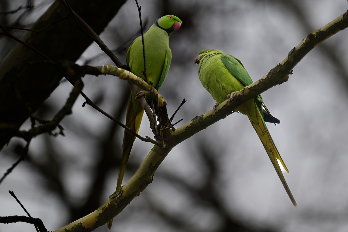 Rose-ringed Parakeet - ML631172400
