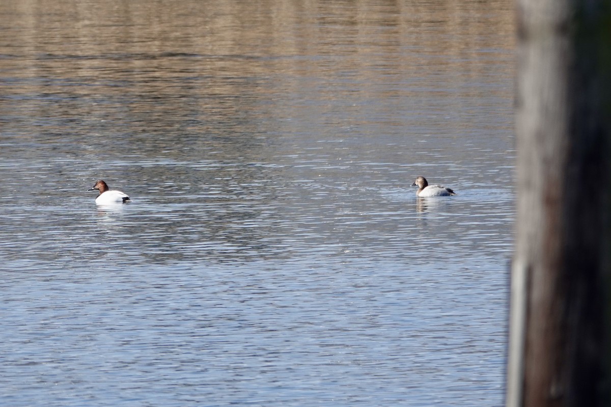 Canvasback - ML631172411