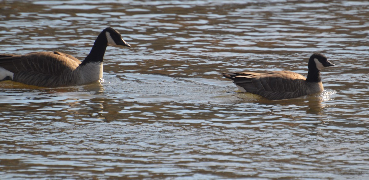 Cackling Goose - ML631172562