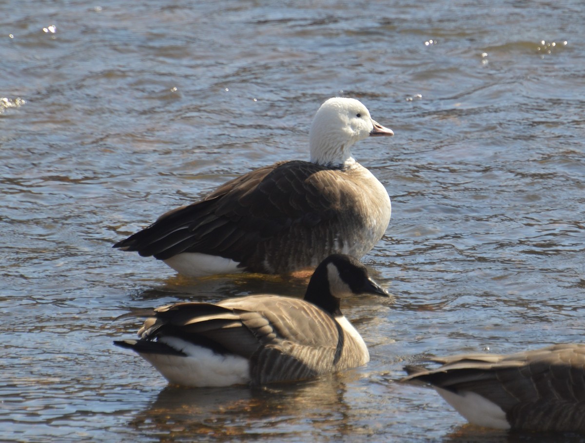 Snow x Canada Goose (hybrid) - ML631172570