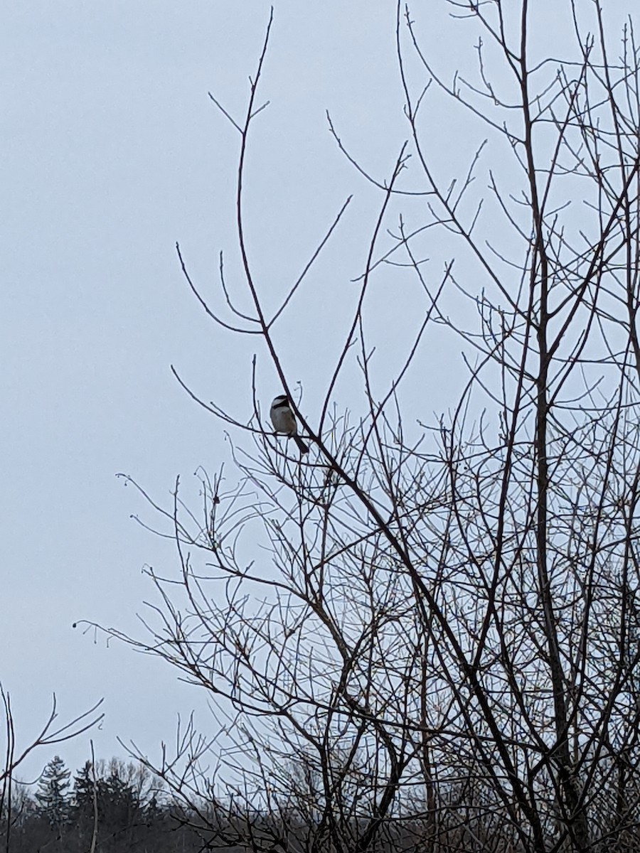 Black-capped Chickadee - ML631172577