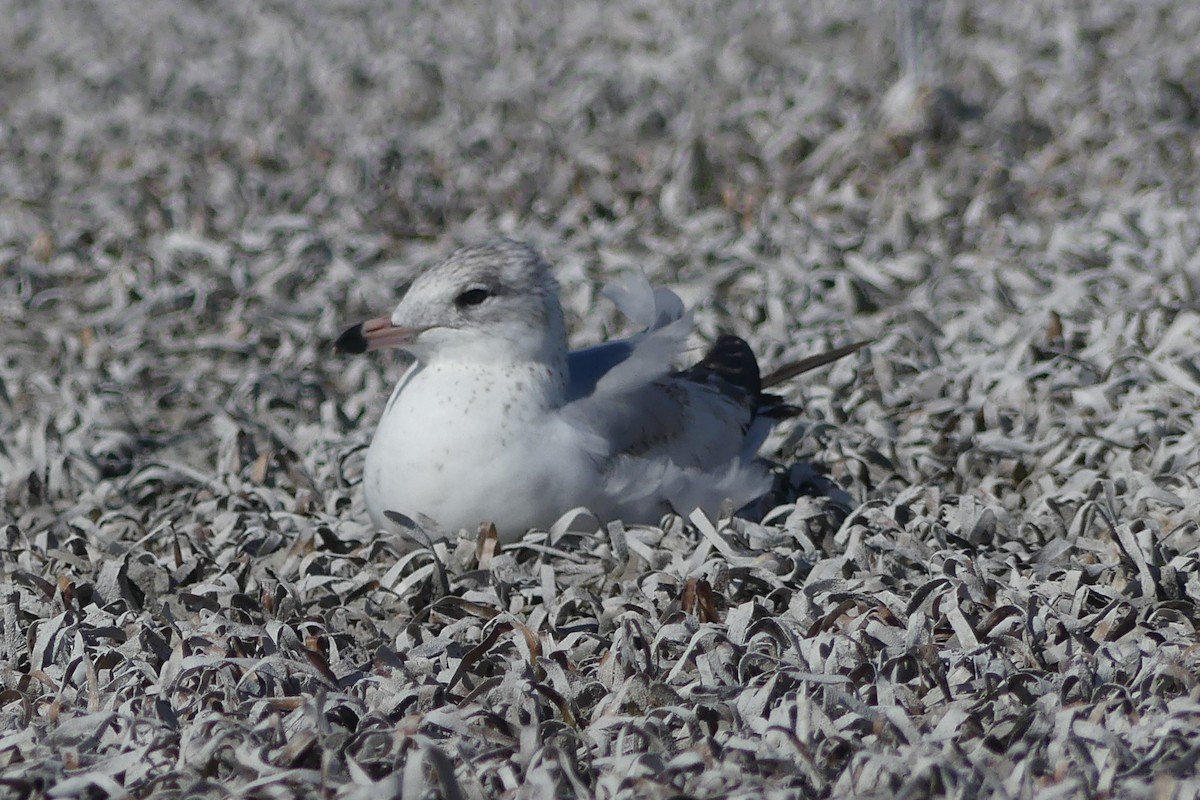 Ring-billed Gull - ML631172764