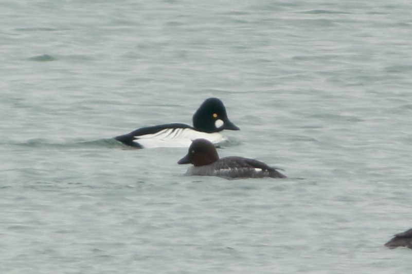 Common Goldeneye - ML631173219