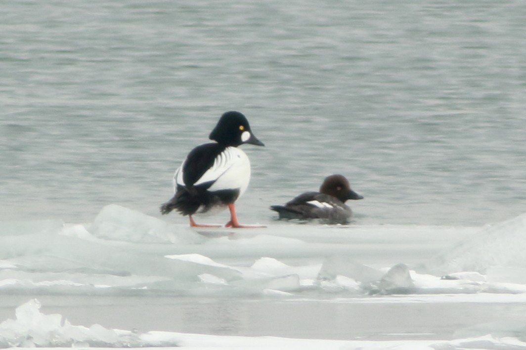 Common Goldeneye - ML631173220