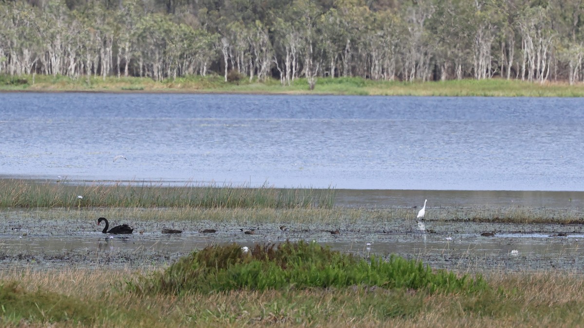 Black Swan - ML631173295