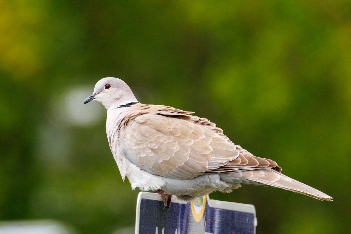 Eurasian Collared-Dove - ML631173362