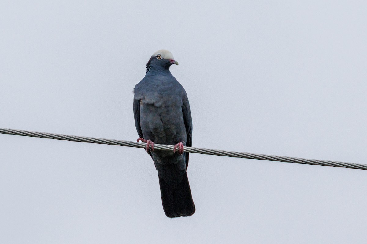 White-crowned Pigeon - ML631173557