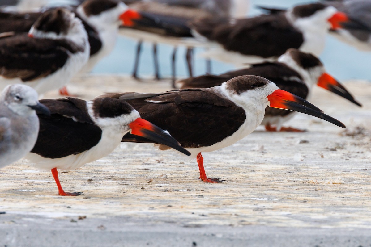 Black Skimmer - ML631173675