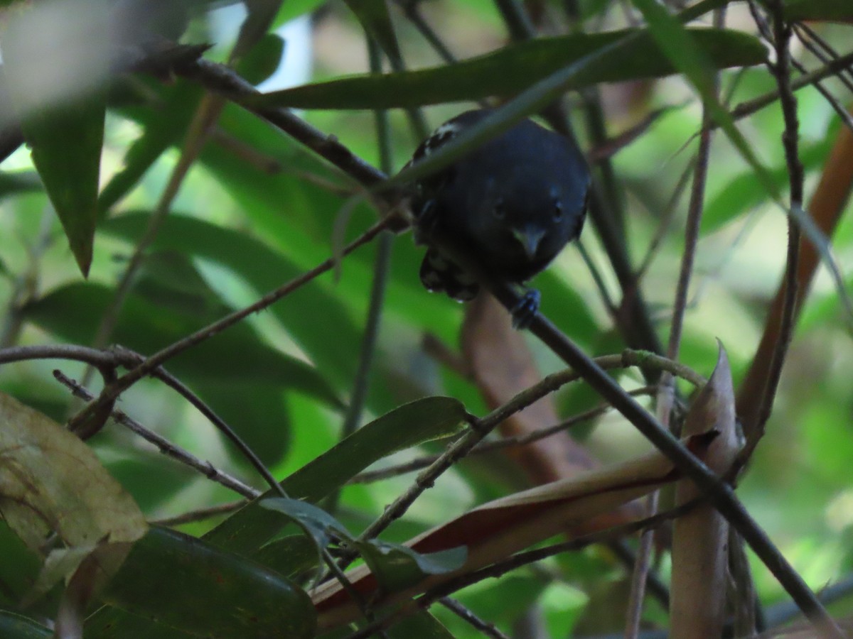 Gray Antbird - ML631173722