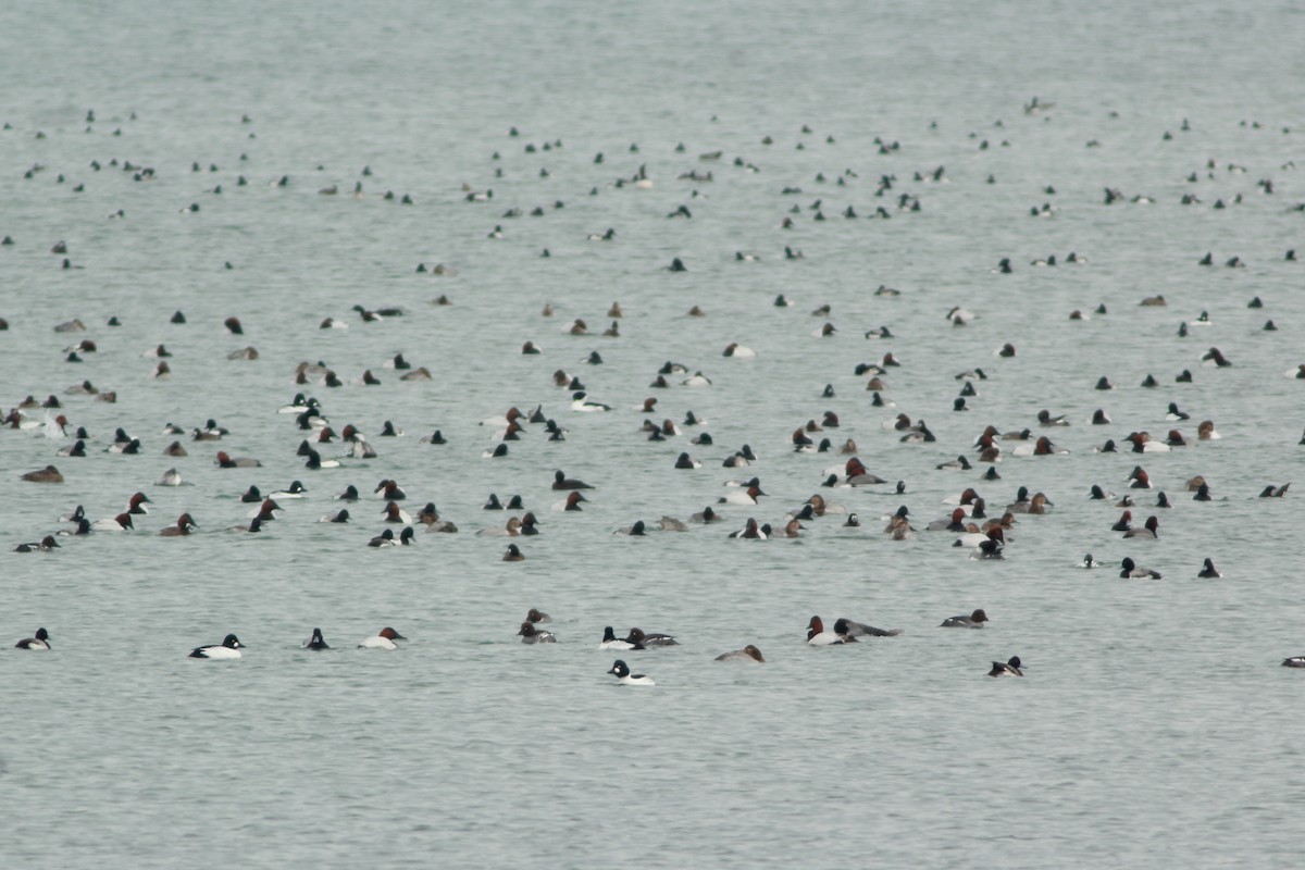 Common Goldeneye - ML631173891