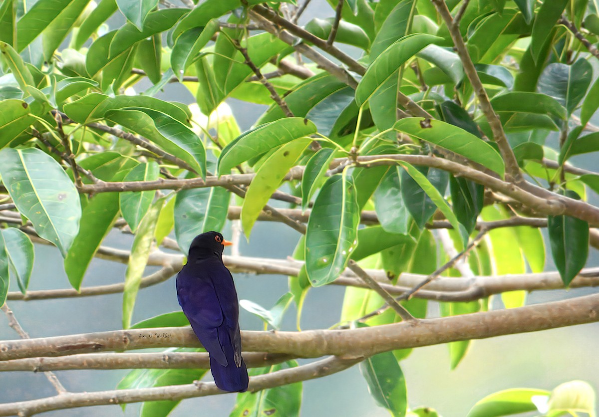 Violet Cuckoo - ML631173895