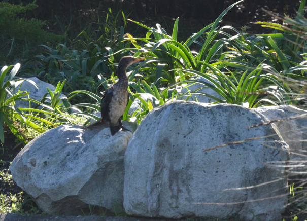 Reed Cormorant - ML631173945
