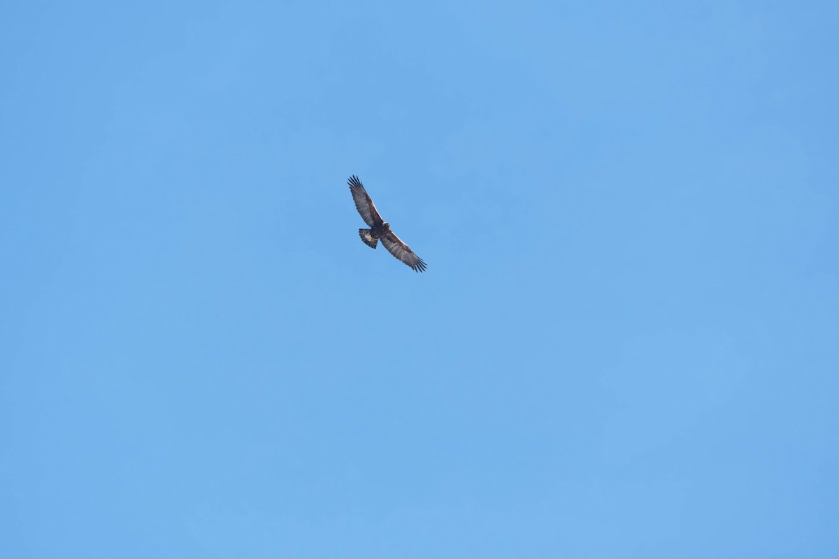 Golden Eagle - ML631173967