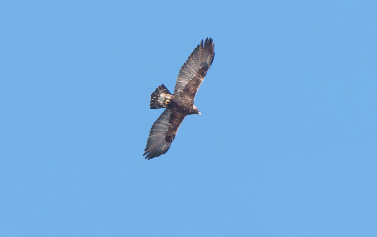 Golden Eagle - ML631173968