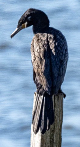 Neotropikal Karabatak - ML631174444