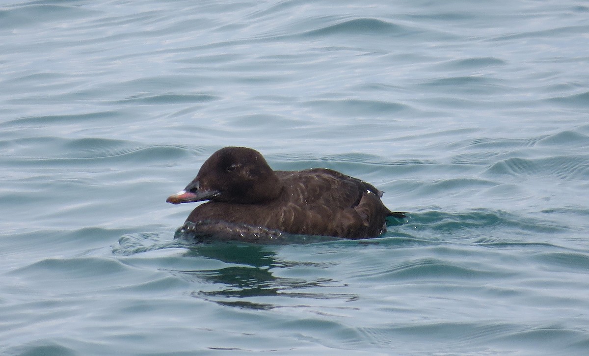 White-winged Scoter - ML631174716