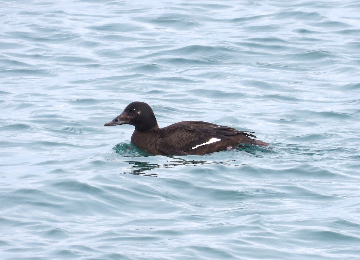 White-winged Scoter - ML631174726