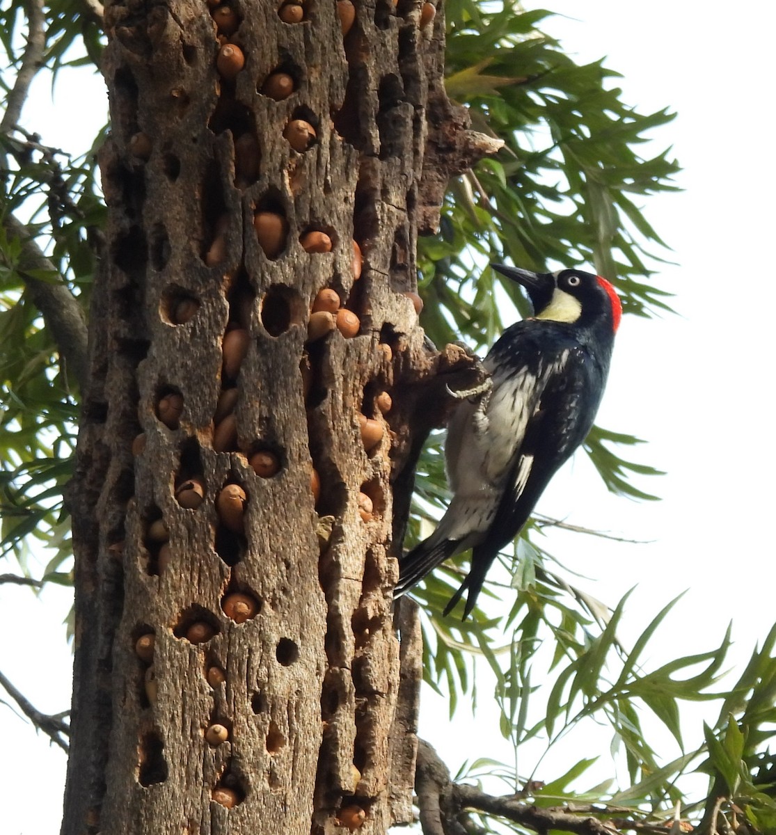 Acorn Woodpecker - ML631174894