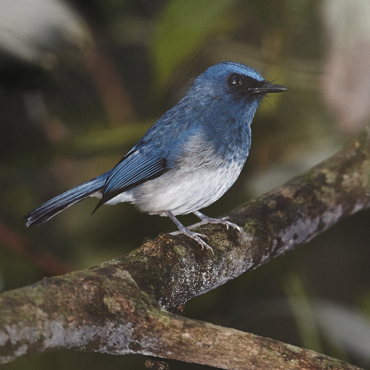 White-bellied Blue Flycatcher - ML631175085