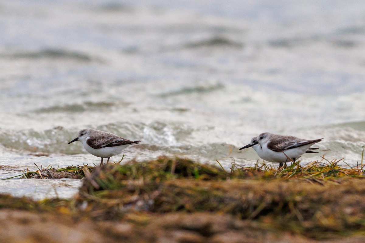 Sanderling - ML631175239